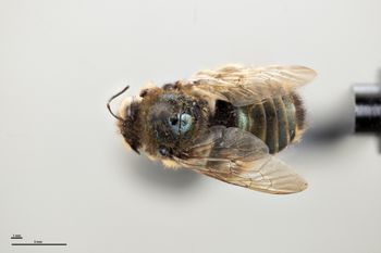 Media type: image;   Entomology 810632 Aspect: habitus dorsal view